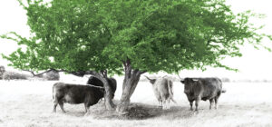 under-the-hawthorn-green